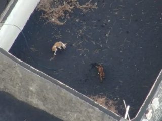 Perros quedan atrapados por lava de volcán en La Palma; los alimentan con drones