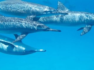 Video muestra a delfines durmiendo