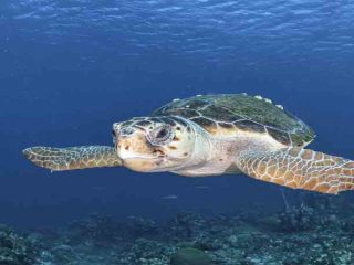 Continúa la muerte masiva de tortugas Caguama en Baja California Sur