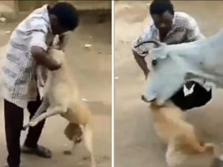 Video viral: Vaca embiste a hombre que maltrataba a un perro