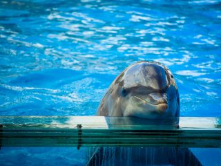 Estado australiano prohíbe espectáculos de delfines para poner fin a la cría de animales cautivos