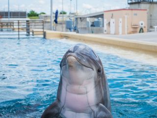 Documental revela la cruel realidad detrás de los delfines en cautiverio