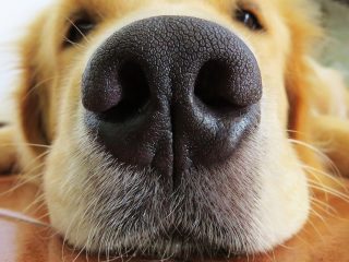 La nariz de tu perro