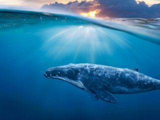 Islandia prevé dejar de cazar ballenas a partir de 2024