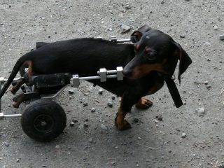 Mascotas con discapacidad
