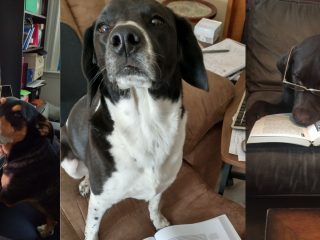 Viral: Maestra pide a alumnos enviar fotos de sus perros haciendo la tarea