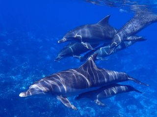 Nuevo descubrimiento sobre los delfines demuestra que les gusta música clásica
