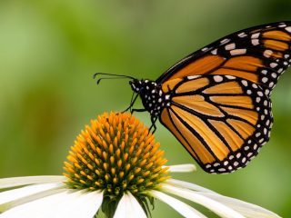 La mariposa monarca en peligro de extinción