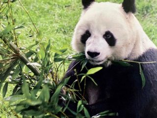 Fallece la panda gigante más longeva de México