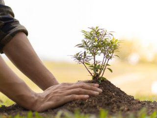 ¿Tiene sentido plantar árboles para frenar el cambio climático?