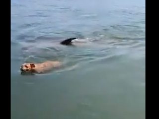 VIRAL: La entrañable escena de un perro y un delfín que comienzan a jugar