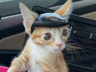 VIRAL: Gatito usa casco para evitar golpearse con objetos