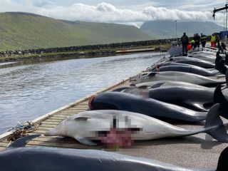 Matan a 100 delfines en Dinamarca