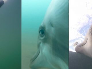 Colocan cámaras en los delfines entrenados por la Marina de Estados Unidos